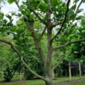 Platanus x hispanica - Foto 2