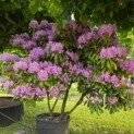 Rhododendron Roseum Elegans - 1
