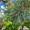 Pinus sylvestris 'Glauca' - Grove Den