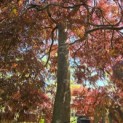Acer palmatum 'Inaba Shidare' - 3