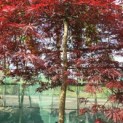 Acer palmatum 'Garnet' - 3