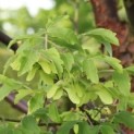 Acer griseum