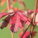 Acer griseum