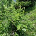 Larix kaempferi - Impressie zomer naalden