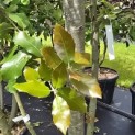 Quercus ilex - 8