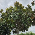 Magnolia grandiflora 'Galissonnière' - 3