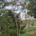 Amelanchier lamarckii - Foto 1