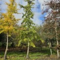 Ginkgo biloba - 2