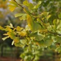 Ginkgo biloba - 1