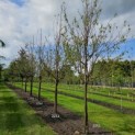 Prunus serrula - 4