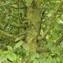 Carpinus betulus 'Frans Fontaine' - Foto 2