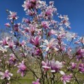 Magnolia loebneri 'Leonard Messel' - Foto 5
