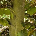 Fagus sylvatica 'Atropunicea' - 2
