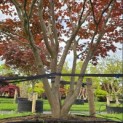 Acer palmatum 'Atropurpureum' - Foto 4