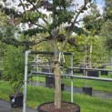 Parrotia persica - 1