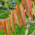 Rhus typhina - Foto 2