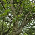 Carpinus betulus 'Frans Fontaine'   (Fastigiata) - Foto 2