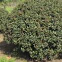 Ilex meserveae 'Blue Angel' - Foto 4