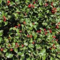 Ilex meserveae 'Blue Angel' - Foto 3