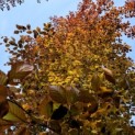 Fagus sylvatica 'Atropunicea' - 1