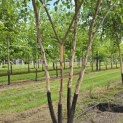 Betula nigra - 2