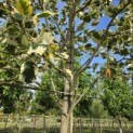 Liriodendron tulipifera 'Snowbird' - 5