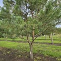 Pinus sylvestris - Foto 1