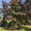 Fagus sylvatica 'Atropunicea' - 1