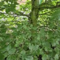 Fagus sylvatica - Foto 1