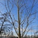 Amelanchier arborea 'Robin Hill' - 1