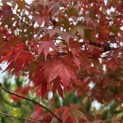 Acer palmatum - 2