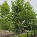 Tilia x europaea 'Euchlora' - 1