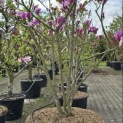 Magnolia 'Susan' - 1