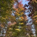 Fagus sylvatica 'Atropunicea' - 4