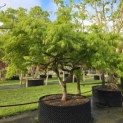 Acer palmatum 'Dissectum' - 1