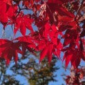 Acer palmatum 'Bloodgood' - 2
