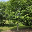 Haagbeuk - Foto 5