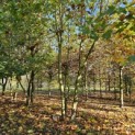Platanus x Hispanica - 6