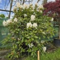 Rhododendron 'Cunningham's White' - Foto 1