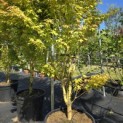 Acer palmatum 'Bi-hoo' - 2