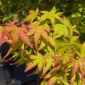 Acer palmatum 'Bi-hoo' - 3