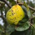 Cydonia Oblonga 'Vranja' - Foto 1