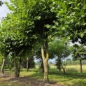 Platanus x Hispanica - Foto 2