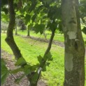 Platanus x Hispanica - 1