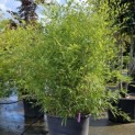 Phyllostachys aurea - 1