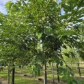 Morus alba 'Macrophylla' - 2