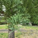 Sequoiadendron giganteum - 3