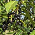 Prunus laur. Caucasica - 1