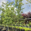 Quercus ilex - 5