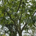 Castanea sativa 'Lyon' - 2
